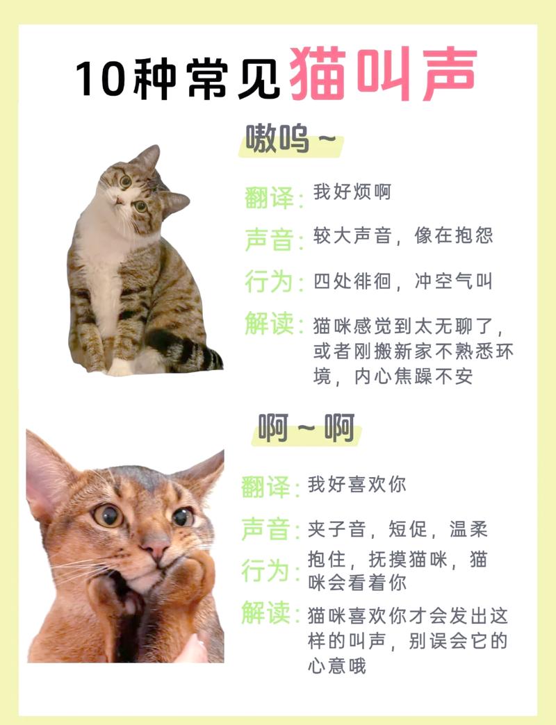 猫咪段子最新版v1.1.3游戏截图