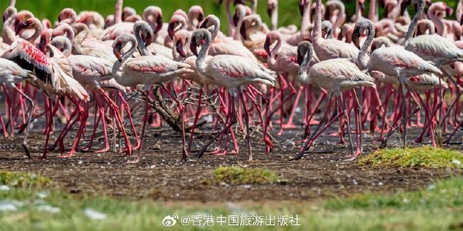 火烈鸟齐飞缩略图