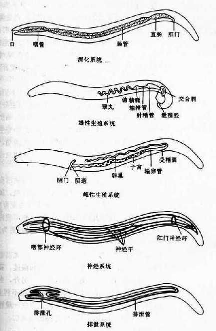 寄生虫困难模式游戏截图