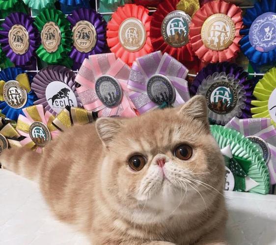 养加菲猫十大禁忌游戏截图