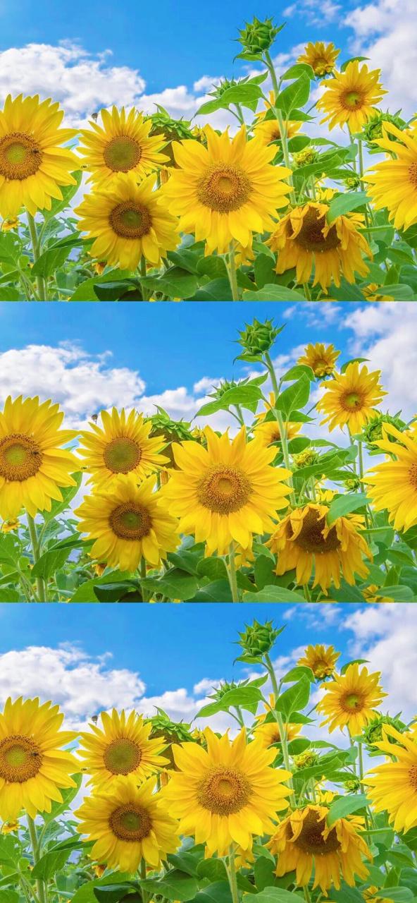 电脑锁屏后向日葵能连上吗