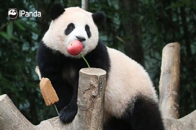 panda熊猫社区缩略图