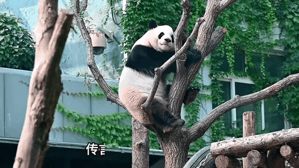 养熊猫赚钱是真的吗缩略图