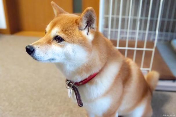 柴犬拉屎没拉干净缩略图