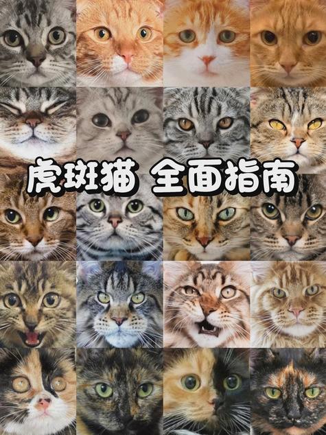 狸花猫属于什么档次