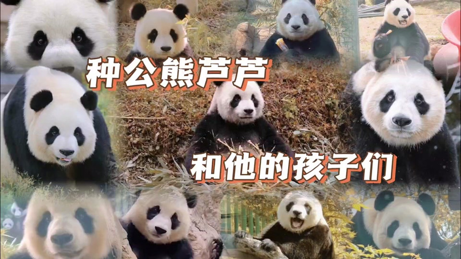 大熊猫芦芦全部儿女