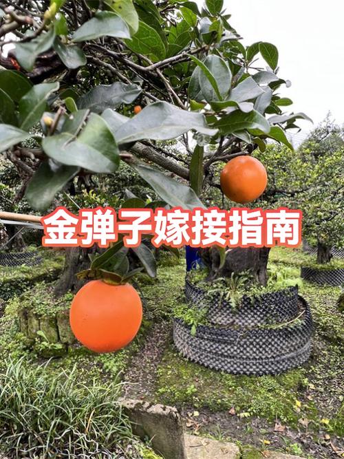 金弹子嫁接方法缩略图