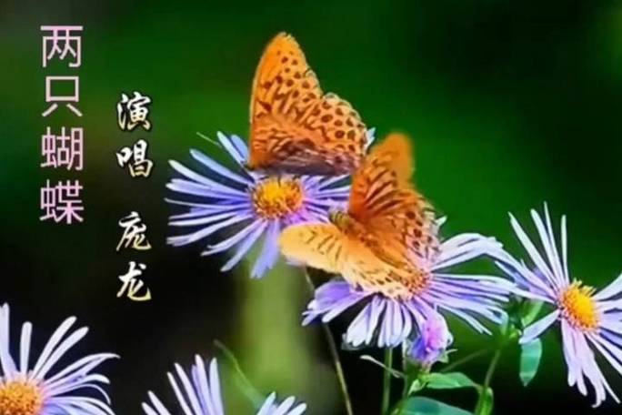 庞龙《两只蝴蝶》MTV缩略图