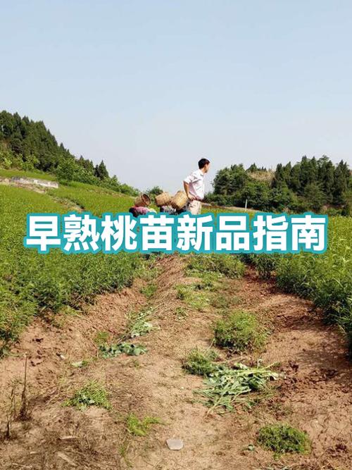 桃子新品种哪个好