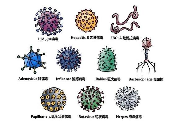 RNA病毒都有哪些
