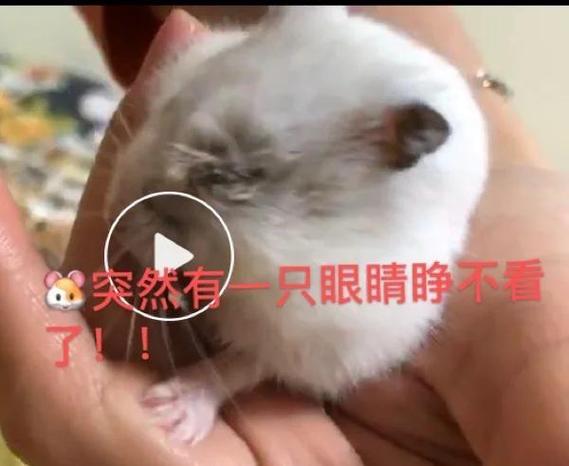 仓鼠实在找不到怎么办图标