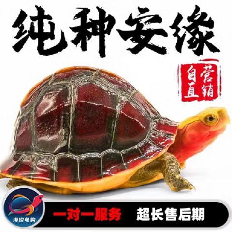 金钱龟多少钱一个苗游戏截图