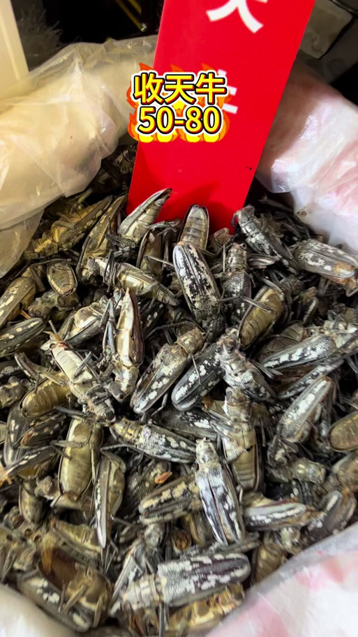 天牛3d图库天牛图库346期图标