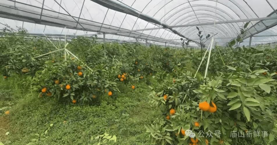 附近果园采摘缩略图