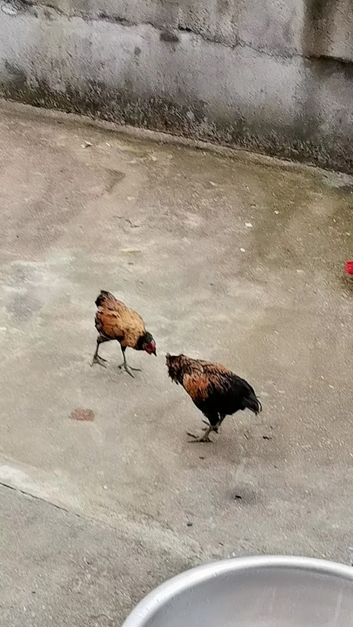 斗鸡舞蹈视频原版图标