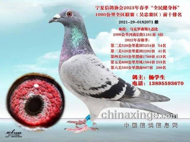 下载讯鸽app官方最新版缩略图