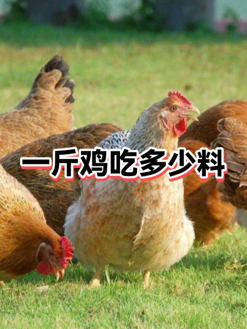 自制鸡料桶