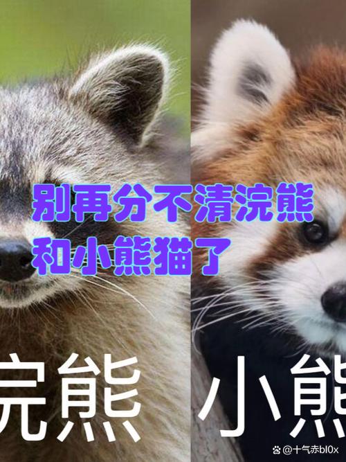 浣熊和小浣熊是一个物种吗图标