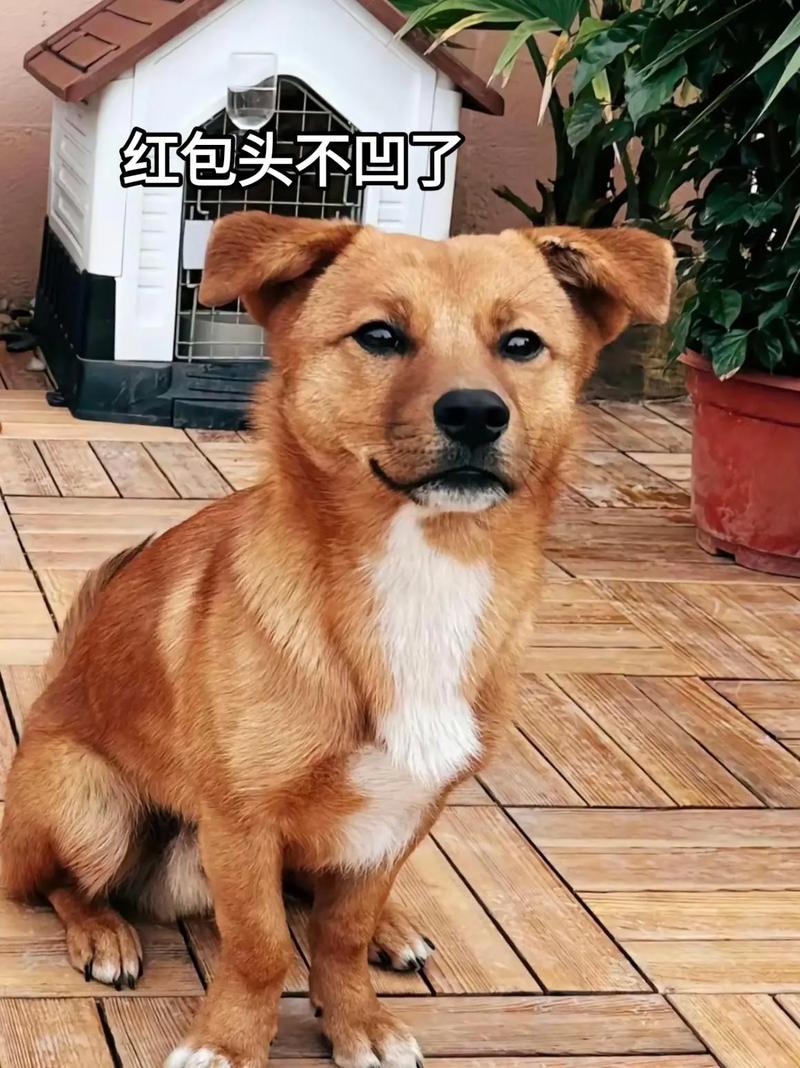 小狗爱旅游能领红包吗缩略图