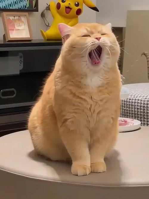 小猫咪短视频大全搞笑视频游戏截图