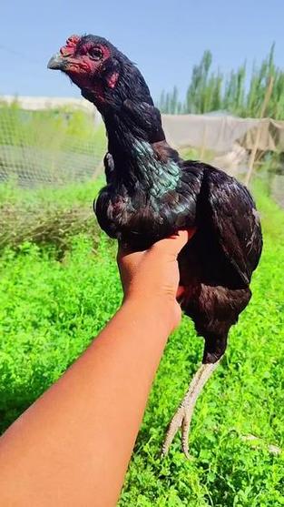 八怪斗鸡特点