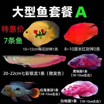 财神鱼和七彩鱼能混养吗