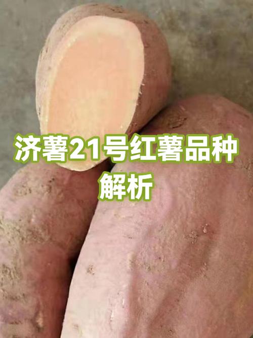 红薯最贵三个品种缩略图