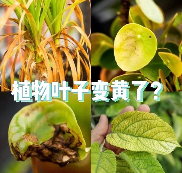 植物叶子不绿无光泽是什么原因缩略图