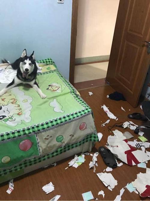 二哈拆家图片