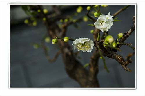梅花视频素材缩略图