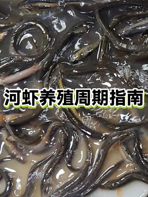 河虾养殖技术