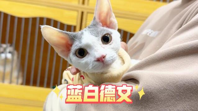 正开脸蓝白多少钱图标