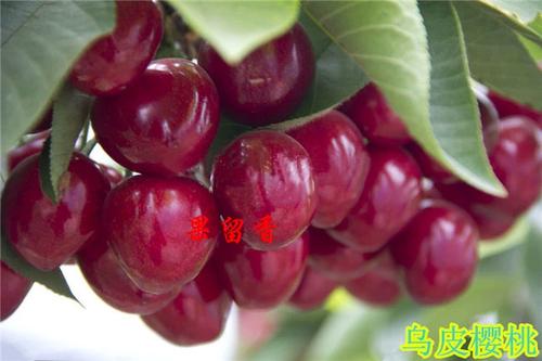 红妃樱桃属于小樱桃吗缩略图