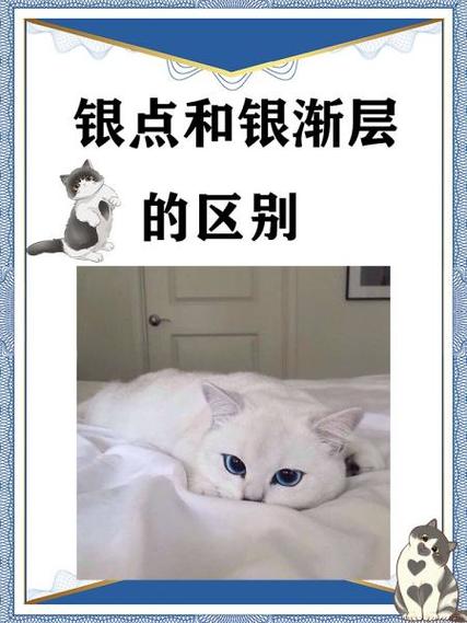 银渐层最不值钱的颜色缩略图