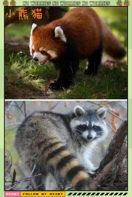 小熊猫与浣熊图标