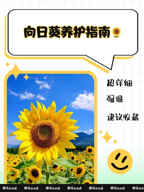 向日葵妈妈怎么推广缩略图