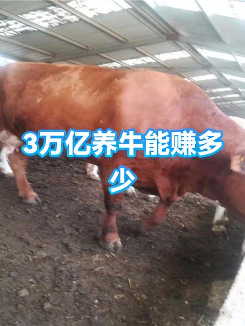 养多少牛一年能挣十万缩略图