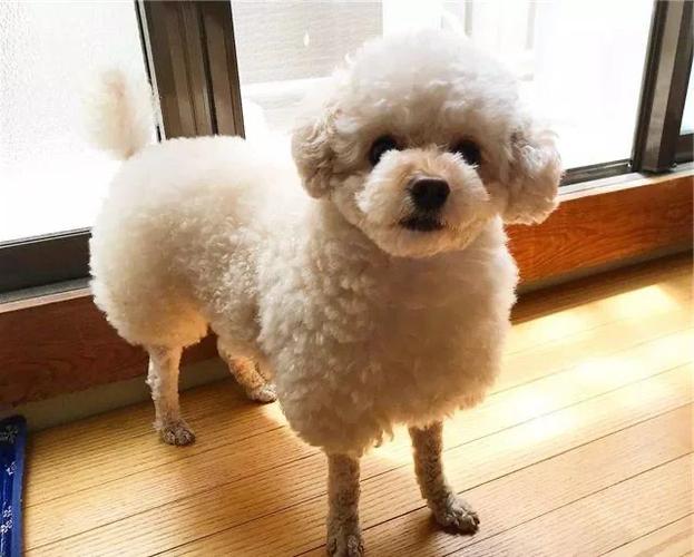 买什么狗最好养又聪明缩略图