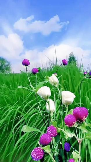 橙光游戏怎么无限鲜花缩略图