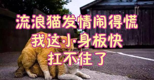 小身板最经典十句话游戏截图