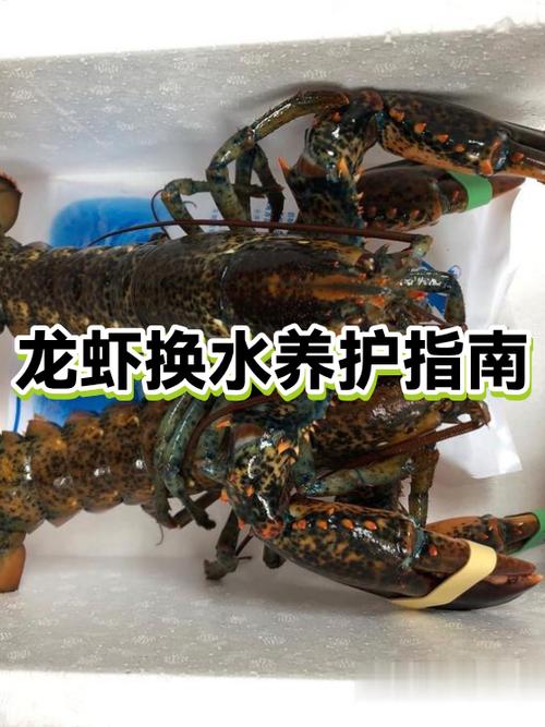 网上养龙虾怎么赚钱缩略图