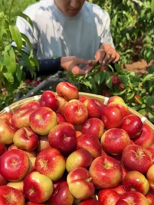 小蟠桃转发文章赚钱app缩略图