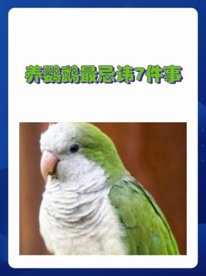 小鸟最忌三种食物
