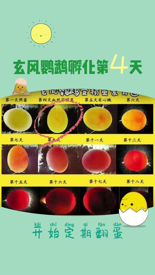 玄凤鹦鹉孵化发育图