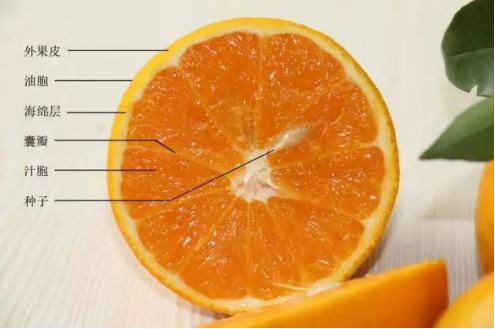 柑桔与柑橘的区别缩略图