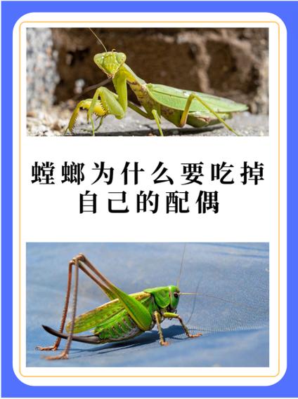 螳螂的营养价值图标