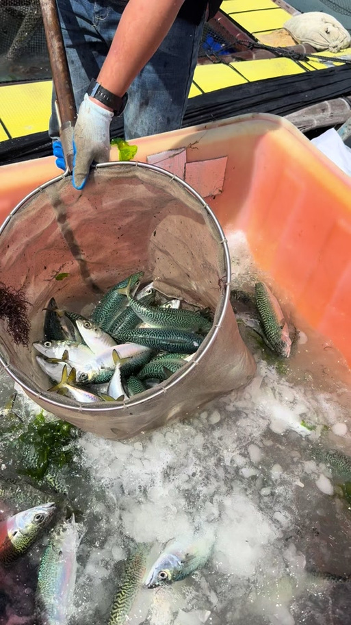 青花鱼养殖基地交流论坛