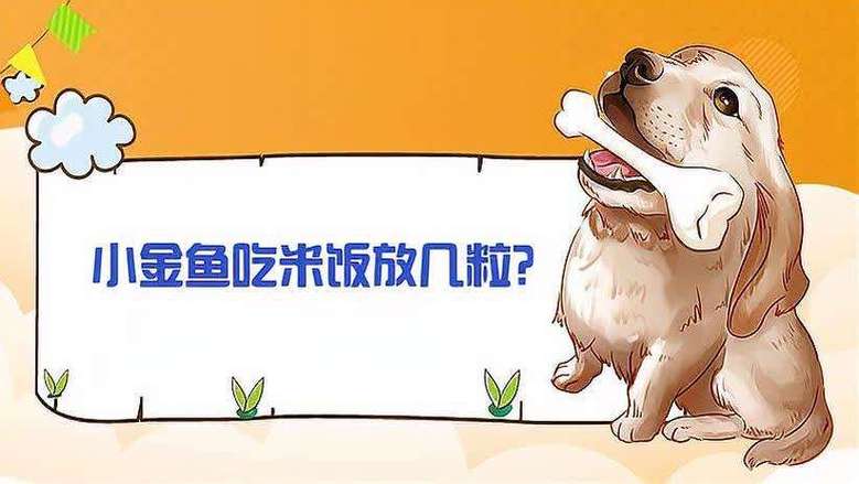 小金鱼吃米饭放几粒