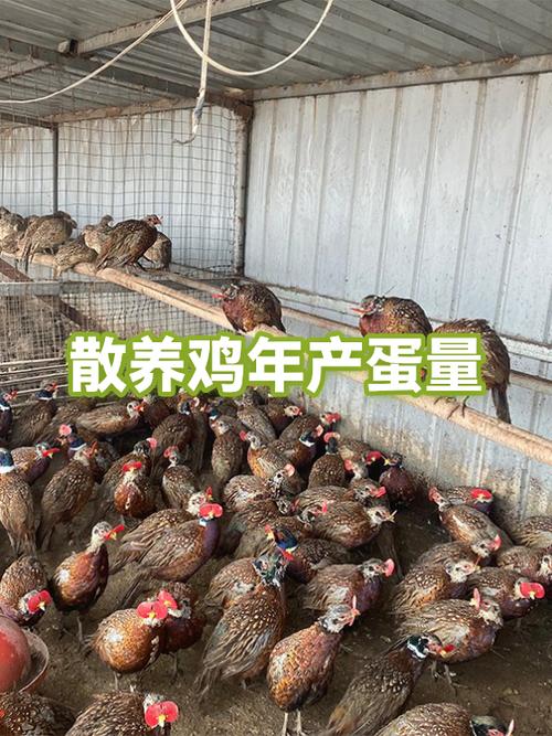 散养土鸡多少天下蛋缩略图
