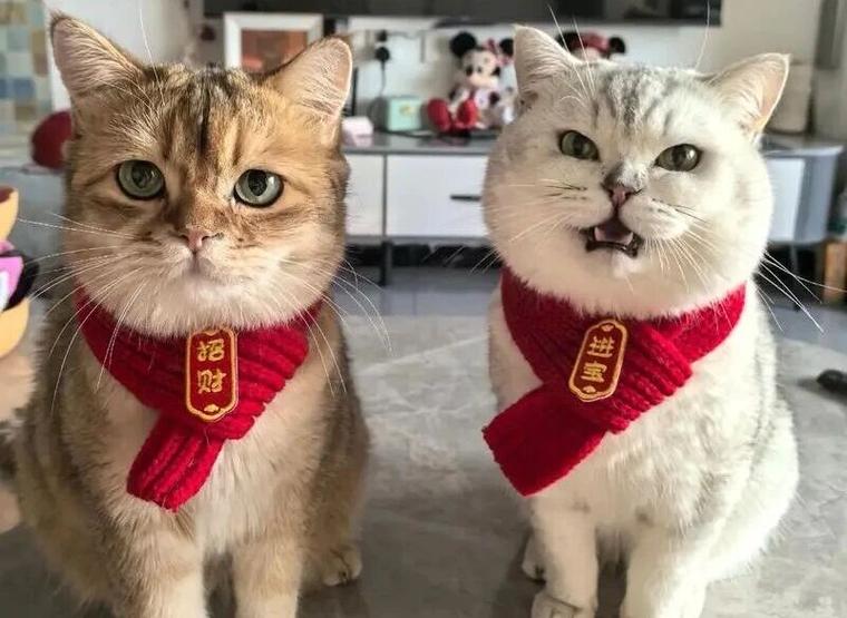 养猫招财还是养狗招财游戏截图